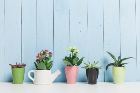 観葉植物を上手に育てる簡単な3つのポイント