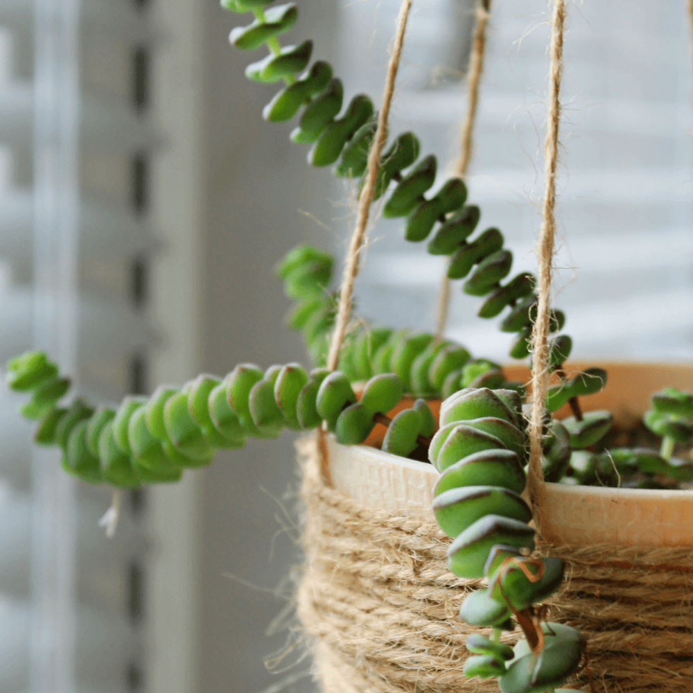 ルビーネックレス